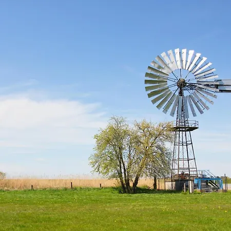 Rex Rugia Haus 17 02